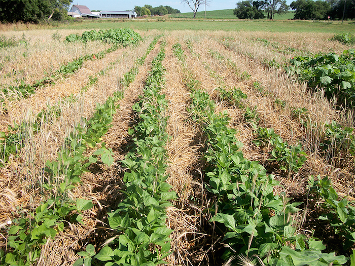 Triticale crimped