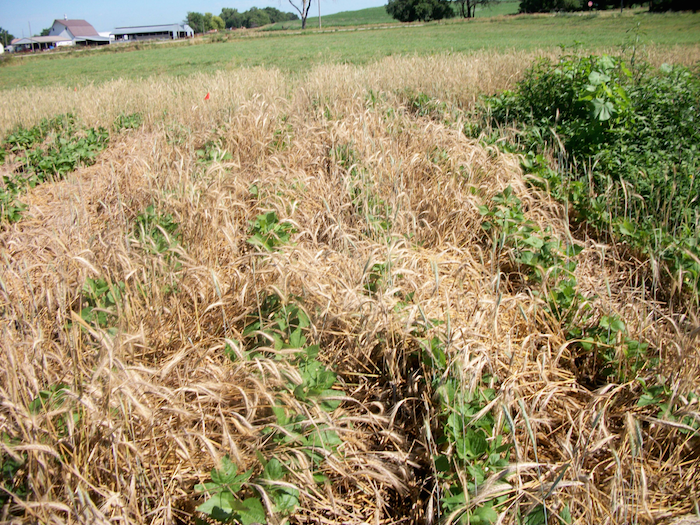 Triticale pushed up