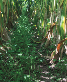 Covers Interseeded into corn