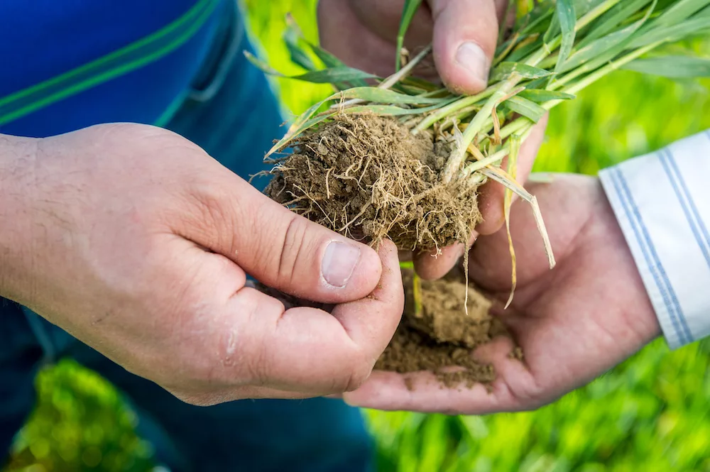 Soil biology