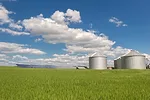 Wheat