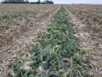 forage cover crops