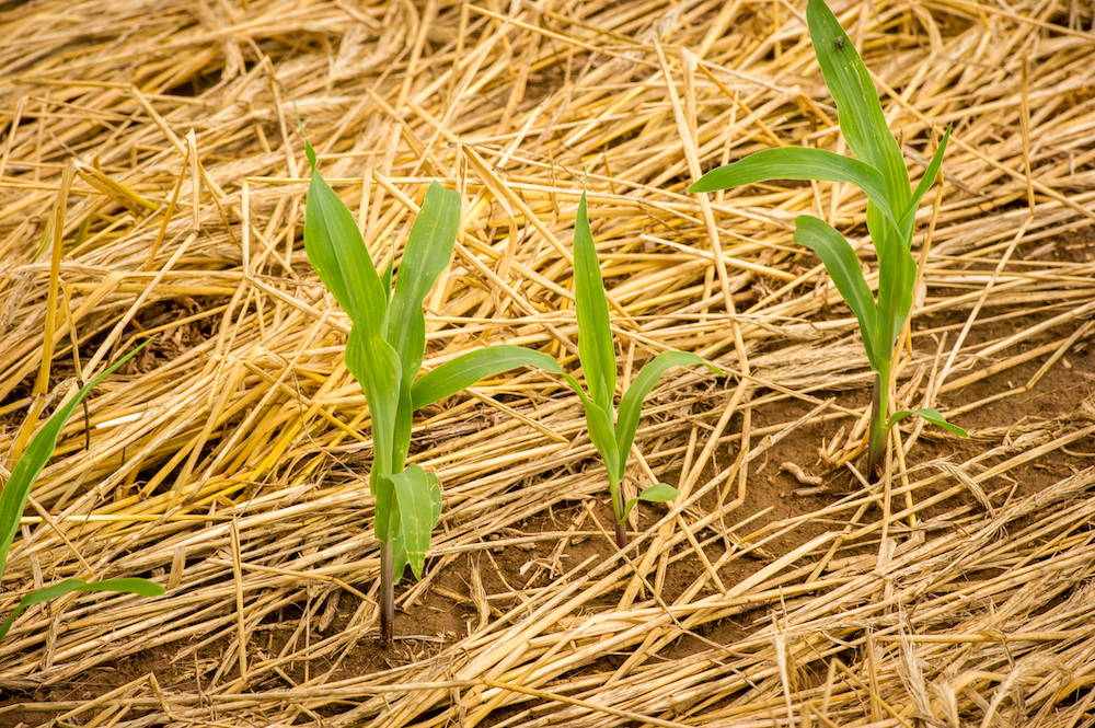 Corn in cover crops