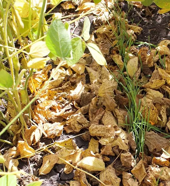 rye interseeding in soybean