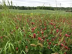 cover crop mix vujc