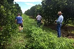 Florida citrus groves