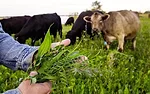 Cows