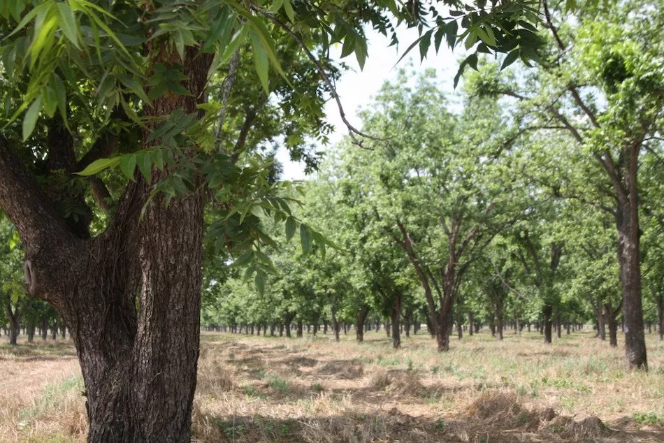 Pecan orchard