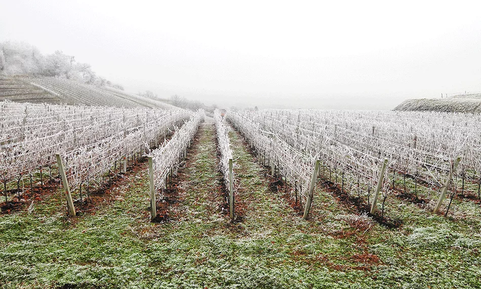 Frost seeding