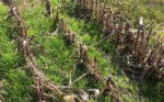 Ryegrass growing in corn stubble