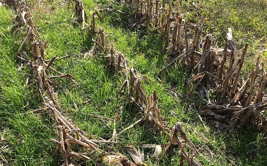 Ryegrass growing in corn stubble