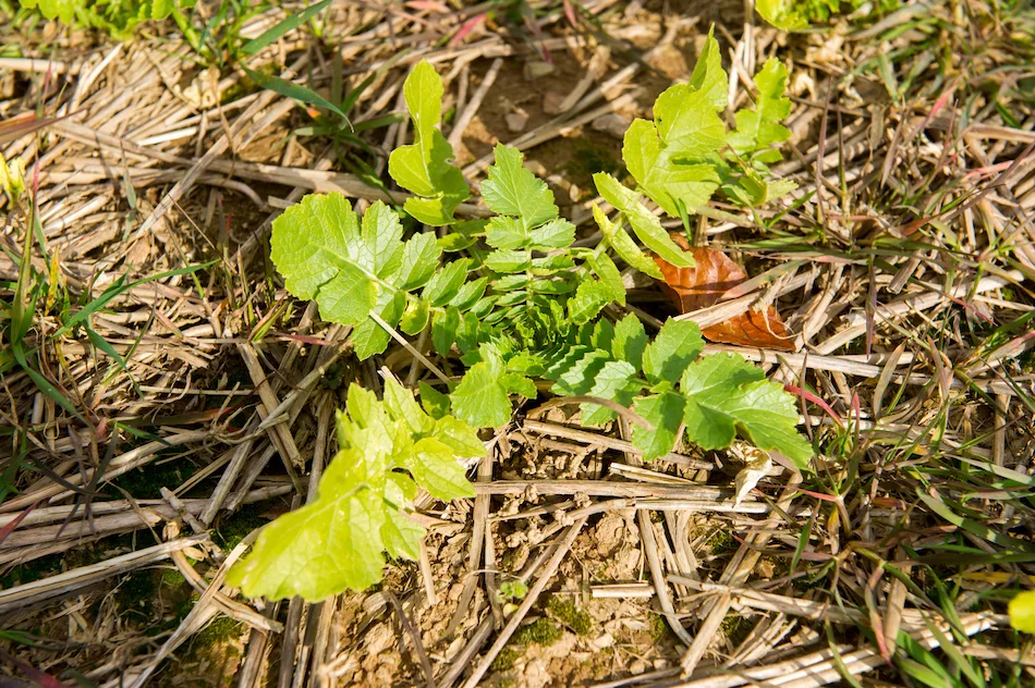 Residual weeds
