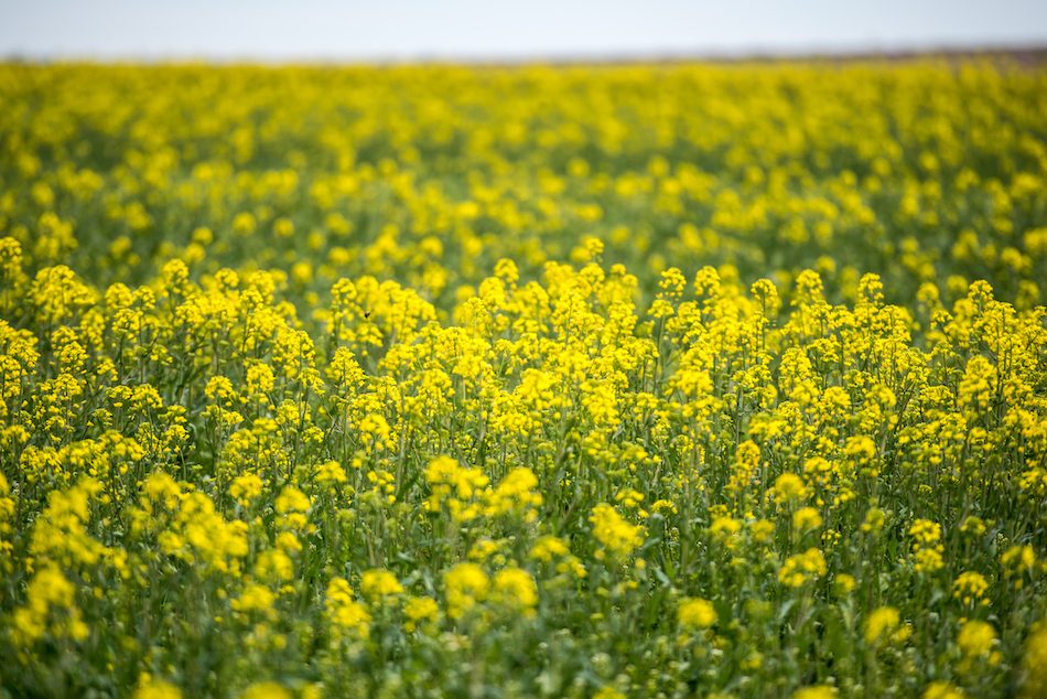 Utah Farmers Try Cover Crops 20200207