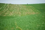 Prevent nitrogen loss