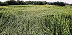lodged-cover-crop.jpg