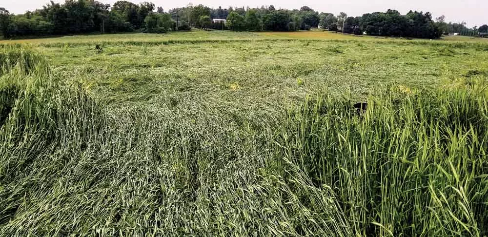 lodged-cover-crop.jpg