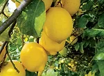 Lemons.jpg