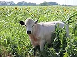 Grazing covers