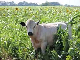 Grazing covers