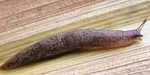 slug