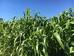 2021-08-06-sorghum-sudangrass-canopy.jpeg
