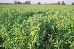 2022-03-25-alfalfa-field_0.jpg