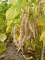 2021 Dry Bean Harvest Survey North Dakota Minnesota.jpeg