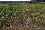Cereal Rye Cover Crops Penn State Extension.jpeg