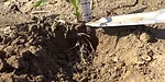 Corn-with-roots-660x330.jpg