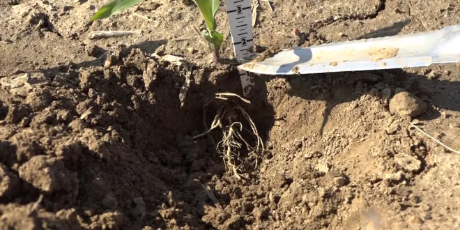 Corn-with-roots-660x330.jpg