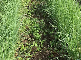 frost-seeding-red-clover.jpeg