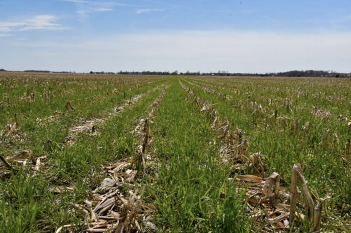 An Indiana field planted with cover crop