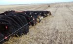 W-01475-cattle-swath-grazing-forage.jpg