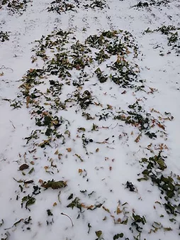 Winter-survival-factors-canola-F01.jpeg