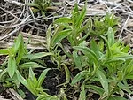 camelina.jpg