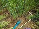 cereal rye biomass.jpg