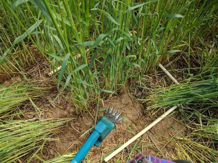 cereal rye biomass.jpg