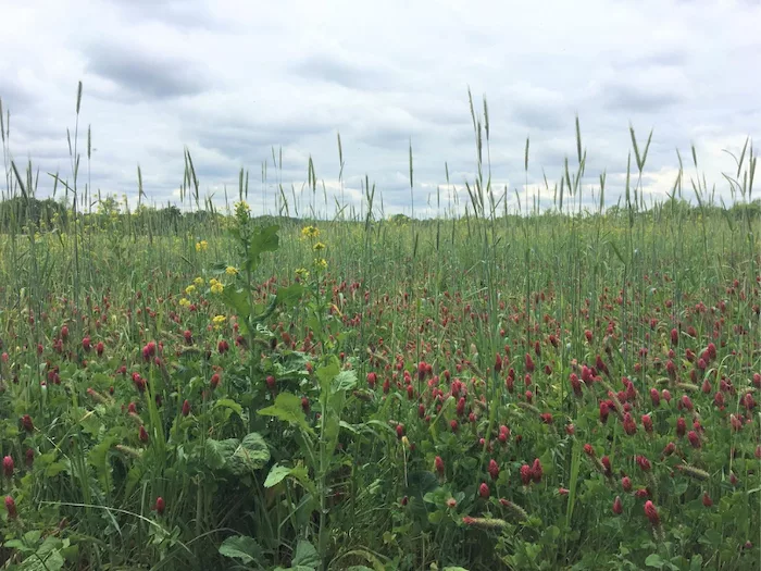 grazing covers.jpg