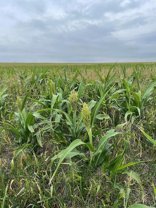 NDSU Consider Planting Cover Crops for Livestock Forage