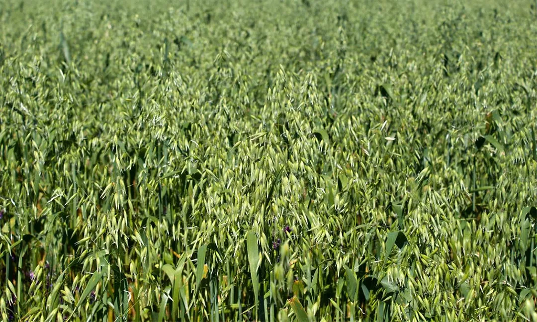 oats picture.jpg