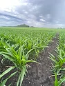 stand corn in waseca mn.jpg