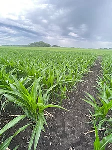 stand corn in waseca mn.jpg