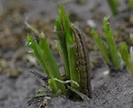 true-armyworm.jpg