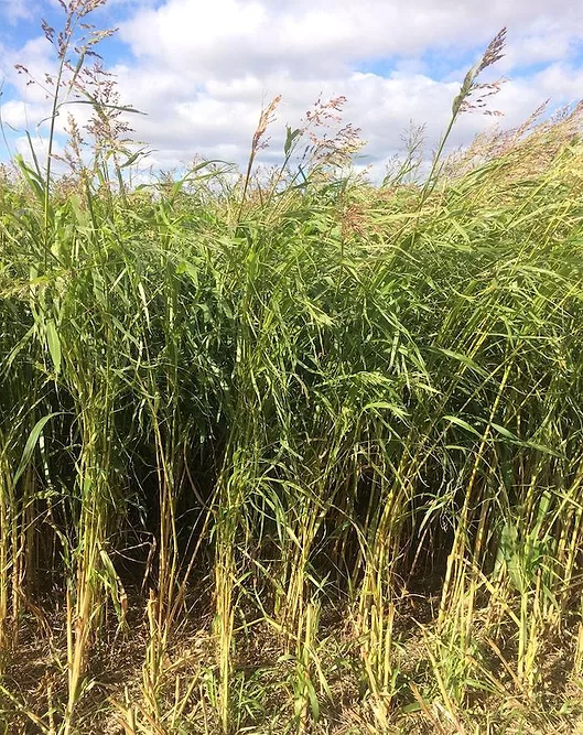 warm season cover crops.jpg