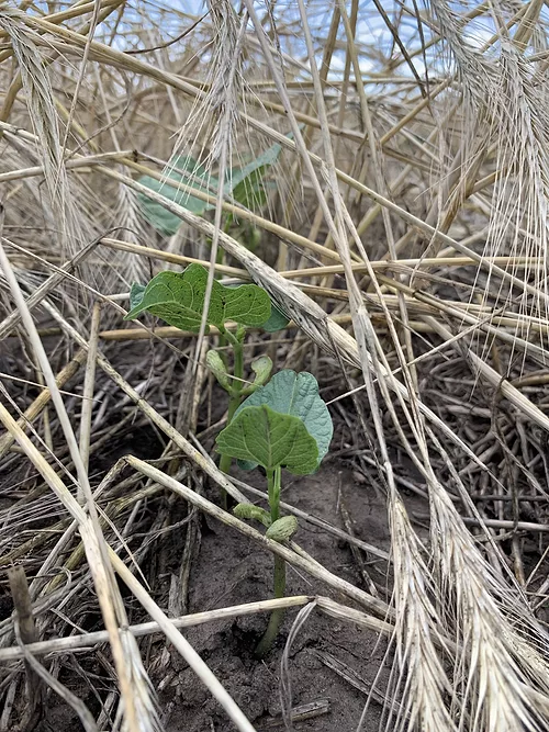 winter rye dry bean.jpg