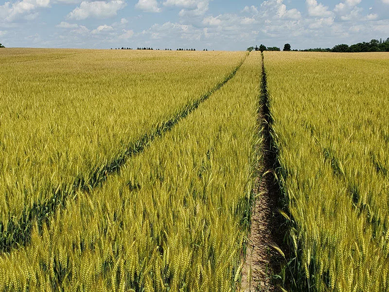 winter-wheat.jpg