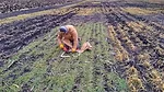 Manure-cover-crops.jpeg
