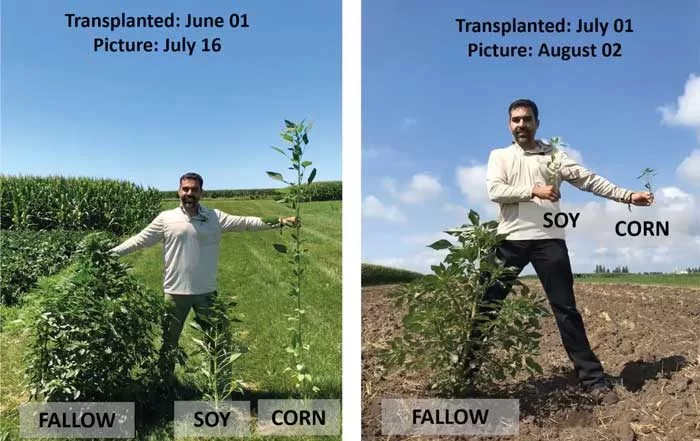 Proctor-Weed-Suppression.jpeg