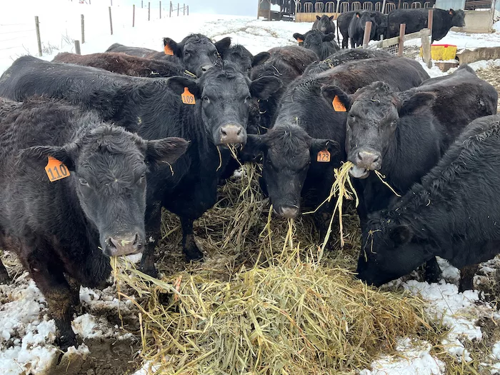 beef_eating_sorghum.jpeg