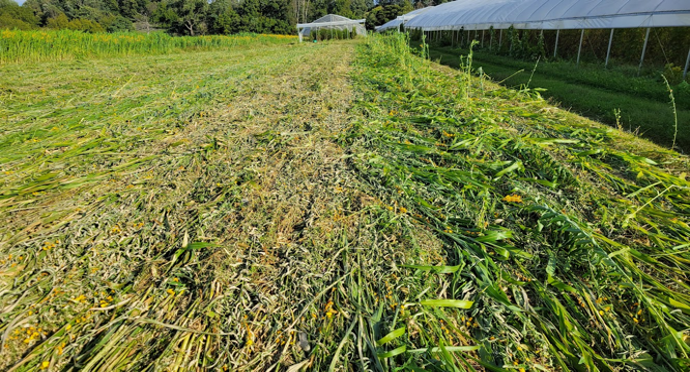 The burned row of cover crop seen on the left is 24 hours after rolling and spraying with Harpe, a naturally derived herbicide. In comparison, the row to the right has only been rolled down and no herbicide applied.
